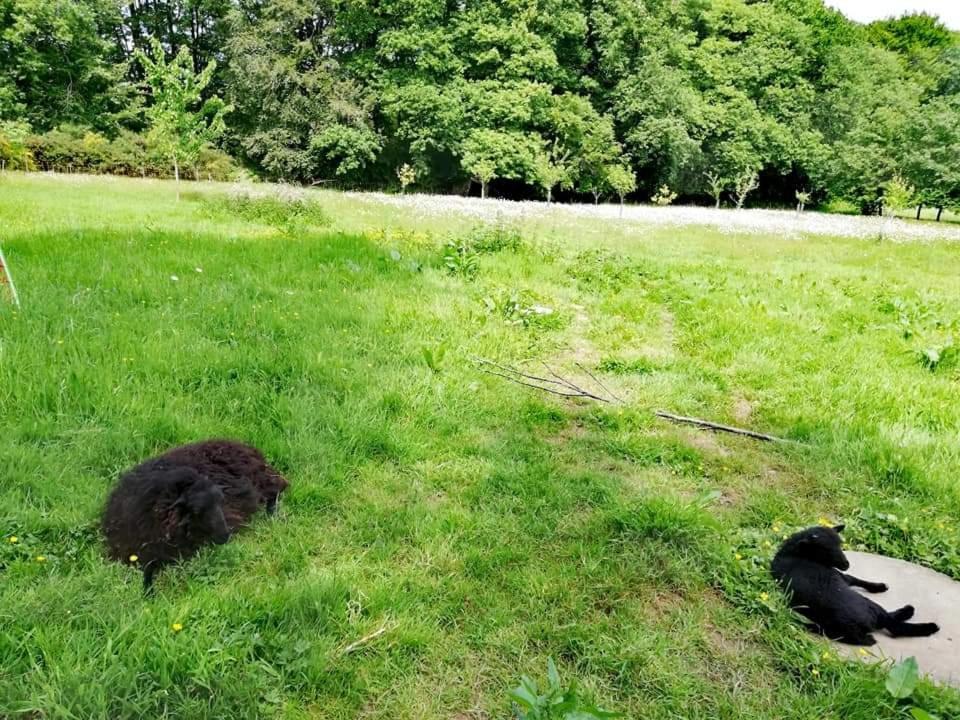 Manoir Du Tertre Au Coeur De La Foret De Broceliande 호텔 뺑뽕 외부 사진