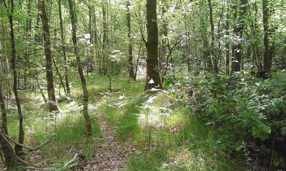 Manoir Du Tertre Au Coeur De La Foret De Broceliande 호텔 뺑뽕 외부 사진