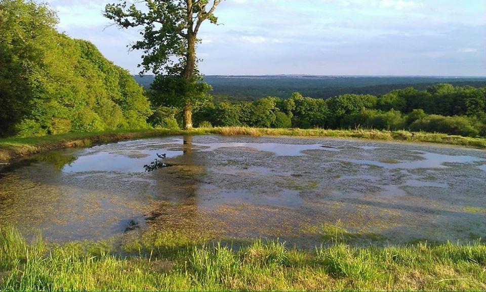 Manoir Du Tertre Au Coeur De La Foret De Broceliande 호텔 뺑뽕 외부 사진